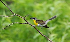 Yellow-breasted Chat